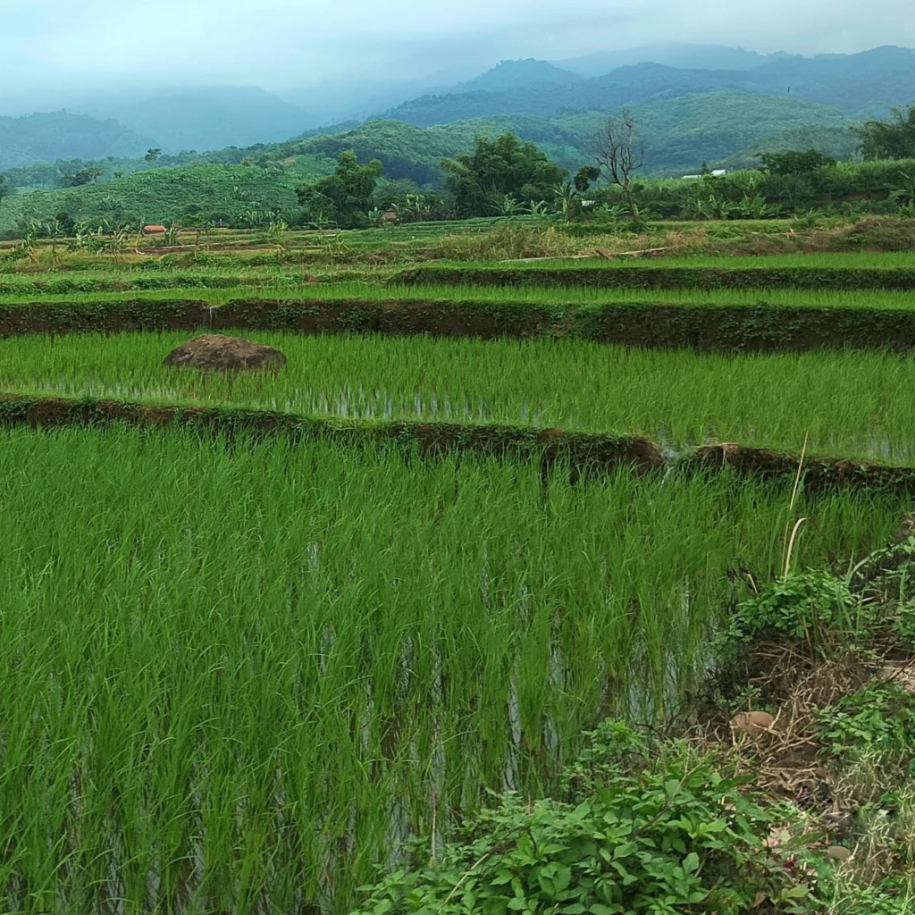 Measure Verify and Monetize Your Rice Carbon Credits
